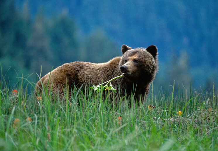 Grizzly beren spotten in West-Canada