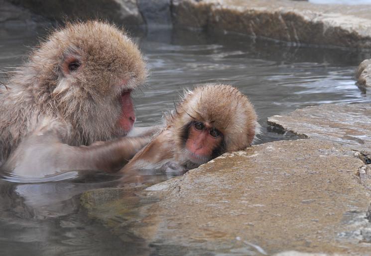 Apen in Onsen van Honshu