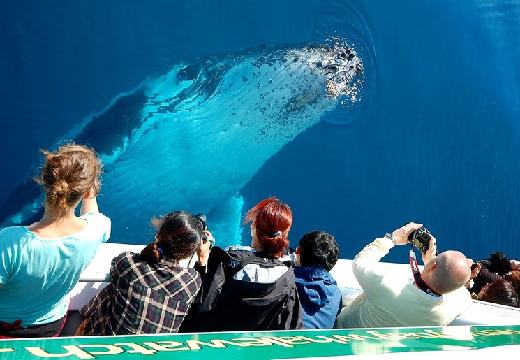 Hervey Bay walvistour