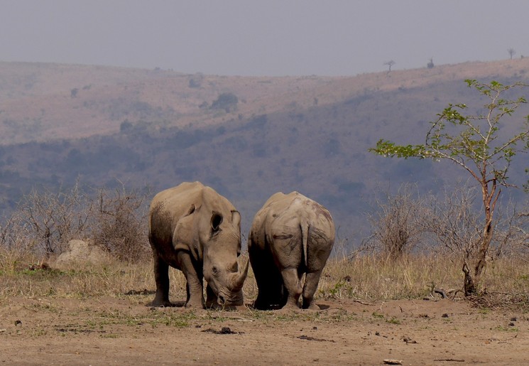 Neushoorns ergens in Afrika