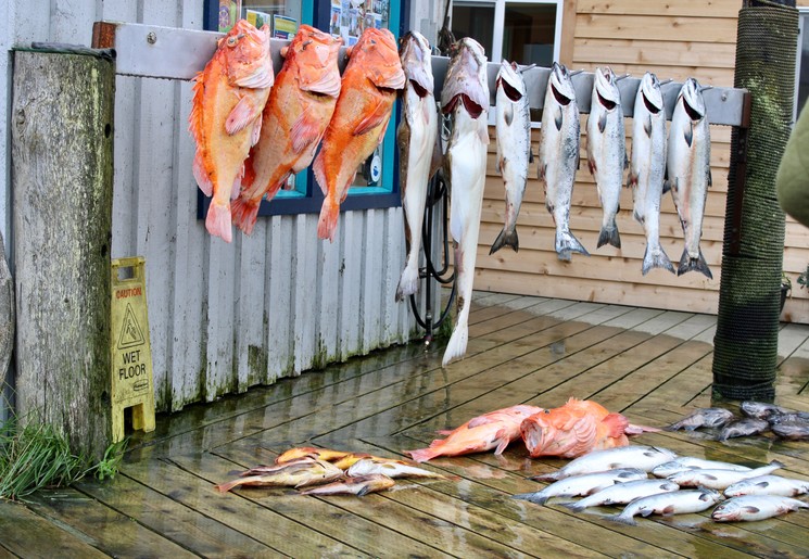 Eet de meest verse zalm en heilbot in Homer, Alaska