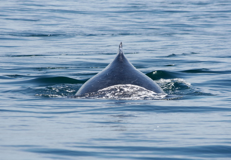 Walvis in Ballena National Marine Park