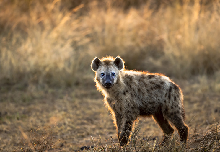 Onderdeel van the Ugly Five: de hyena