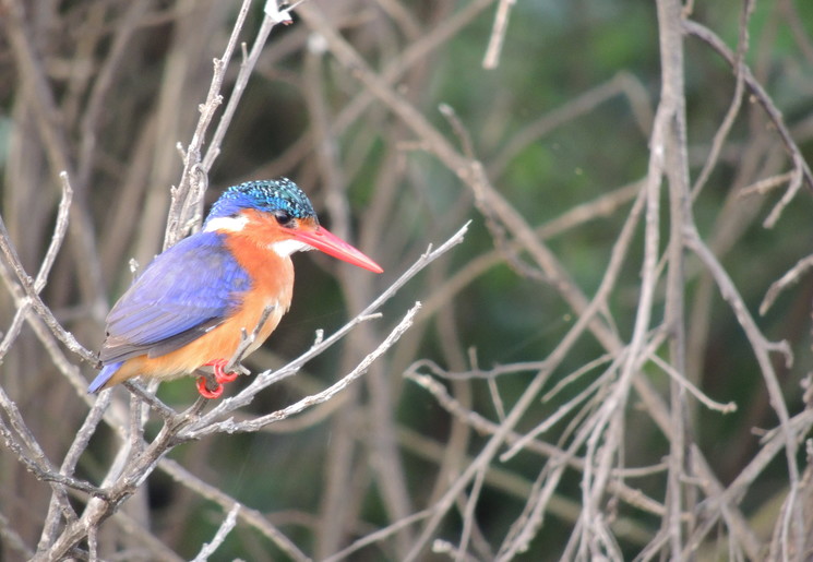 IJsvogels in Tanzania