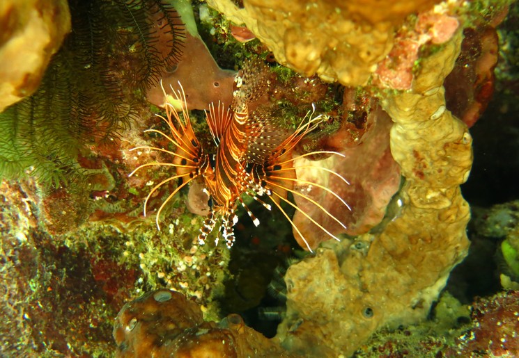 Prachtige onderwaterwereld bij Pemuteran
