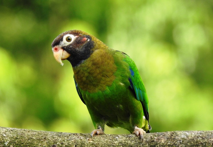 Vogels spotten in Boca Tapada National Park