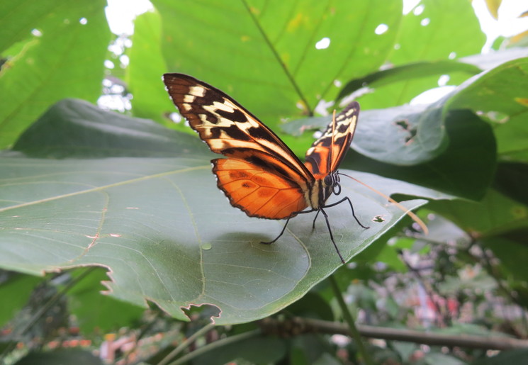 vlinders in de vlindertuin bij Mindo, Ecuador