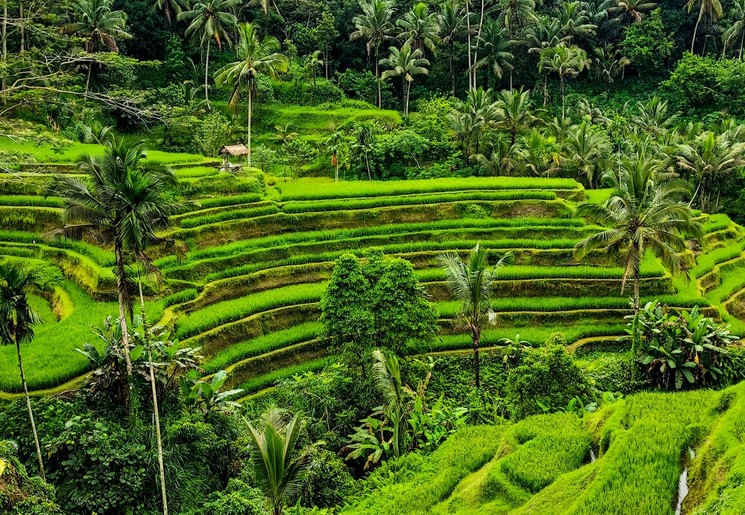 Groene rijstvelden op Bali