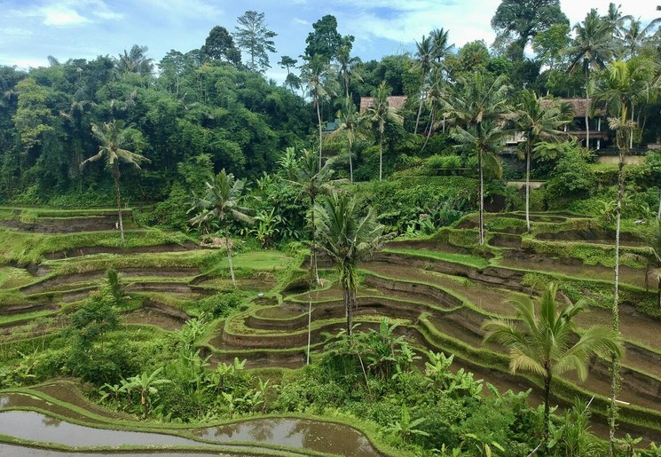 Wat te doen op Bali: bezoek de rijstterrassen van Tegallalang
