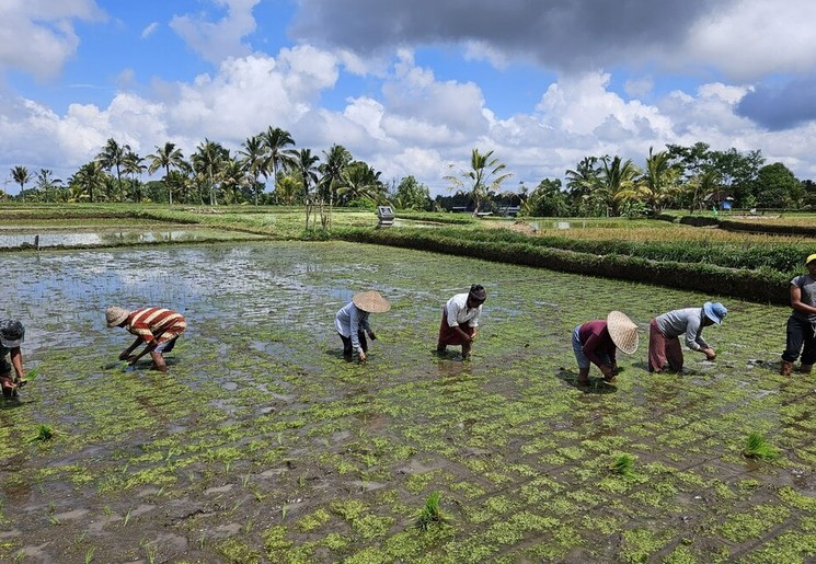 Locals aan het werk op het rijstveld op Bali.