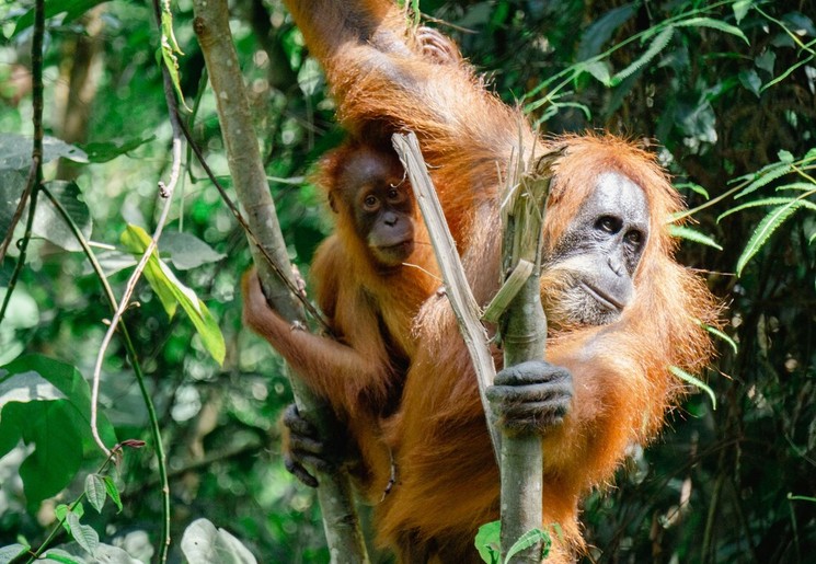 Orang-oetans spotten op Sumatra