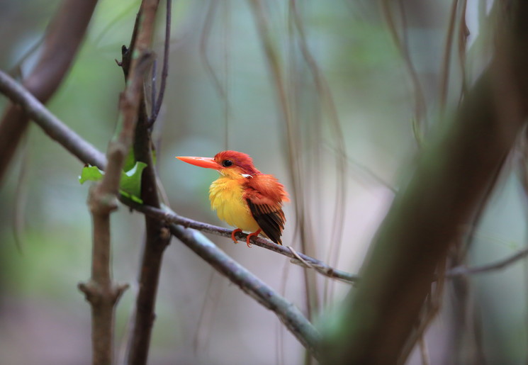 Indonesie-Bali-BaratNP-vogel5_7_359850
