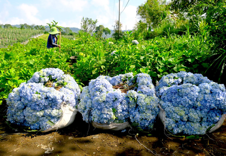 Indonesie-Bali-Munduk-Hortensia_1_407833