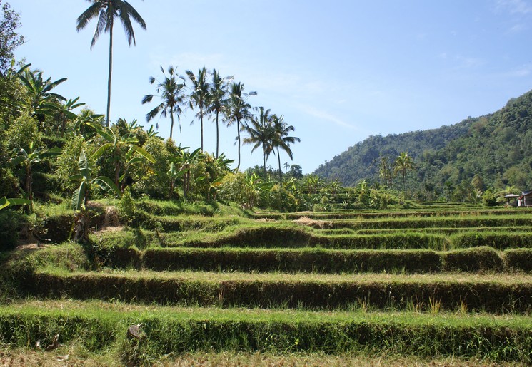 De rijstvelden in Munduk