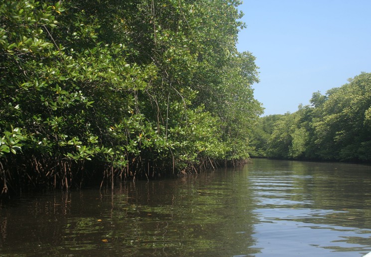 Indonesie-Bali-NusaLembongan-mangrove3