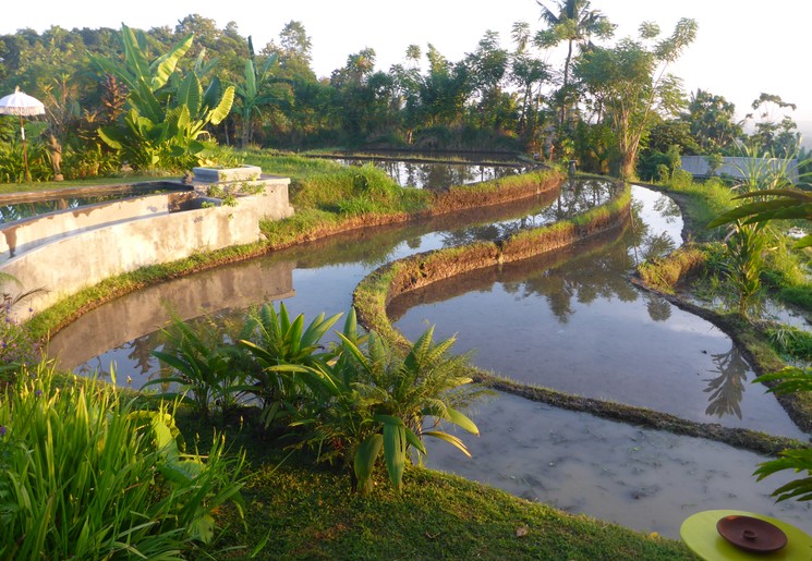 Indonesie-Bali-Sambangan-sawah_4_312449