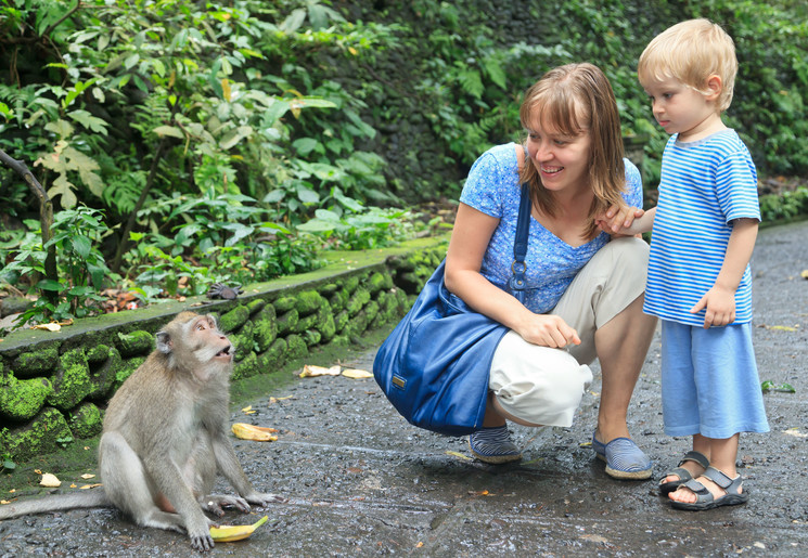 Apen in Ubud op Bali