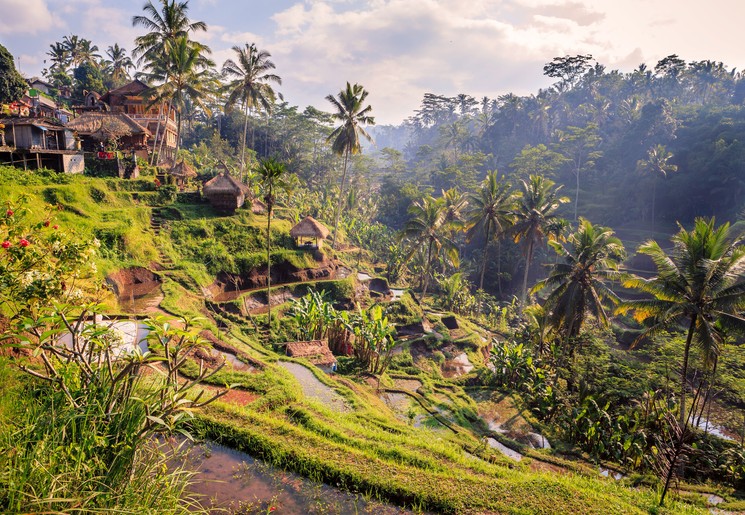 De rijstvelden van Bali, Indonesië