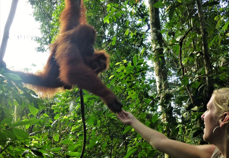 Indonesie Bukit Lawang
