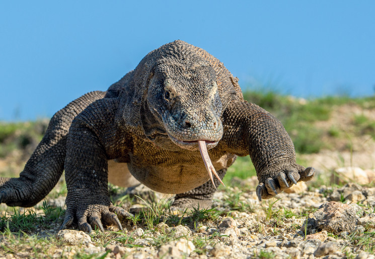 Komodovaraan op Flores