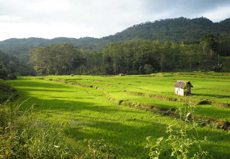 Indonesie-Flores-rijstveld