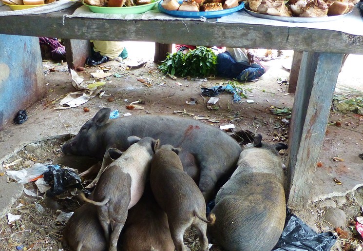 Varkens van de Papoea's