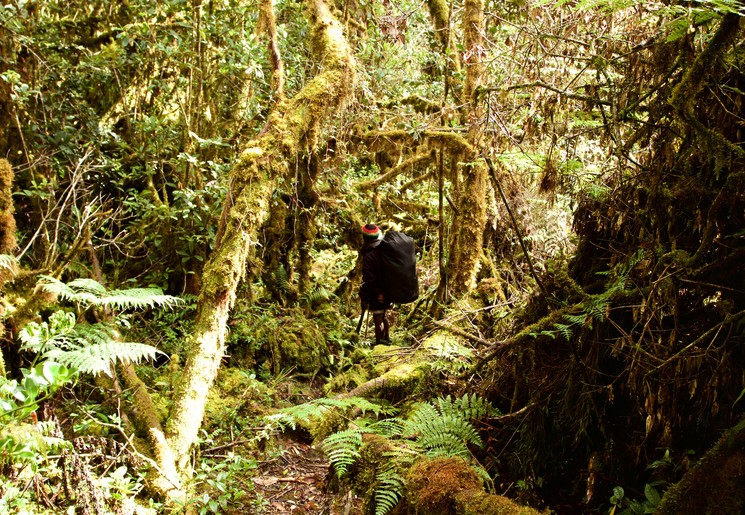 Indonesie-IrianJaya-Nimbokrang-trekking(17) Indonesie-IrianJaya-Nimbokrang-trekking(17)