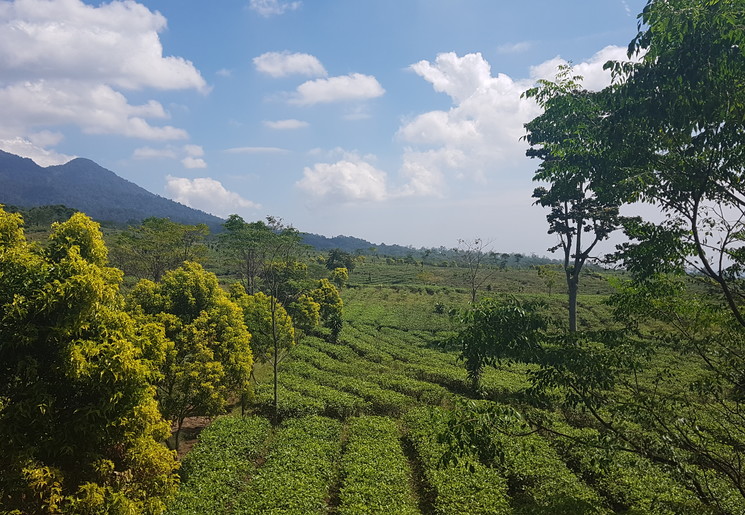 Java-Bandung-Theevelden