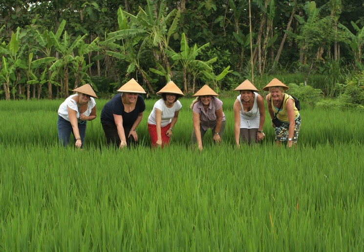 Werk mee in de rijstvelden in de omgeving van Jogyakarta, Java, Indonesië