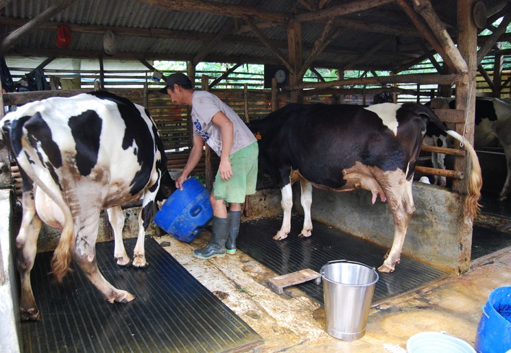 Zwart-witte koeien in het koeiendorp op Java