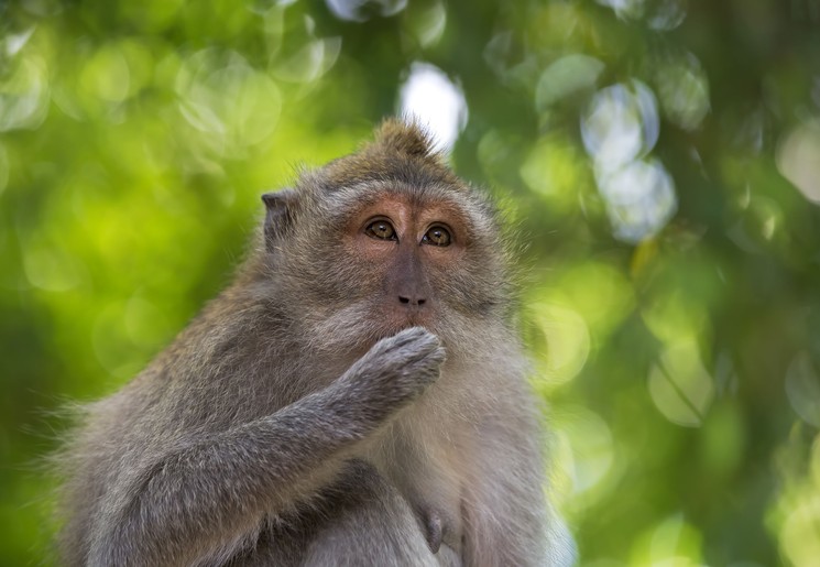 Indonesie-Java-Ujung-Kulon-aap2_1 Indonesie-Java-Ujung-Kulon-aap2_1