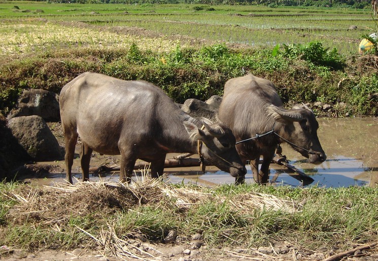 Indonesie-Java-buffels