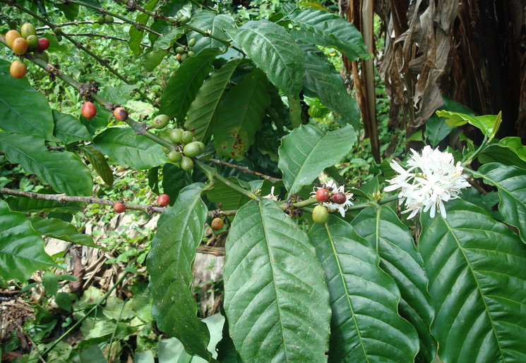 Indonesie-Java-koffie