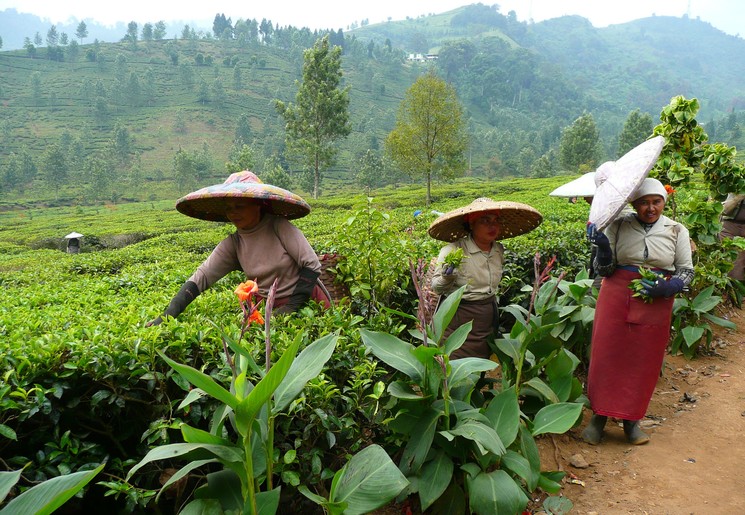 Indonesie-Java-theeplantages30