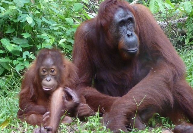 Indonesie-Kalimantan-tanjungputih-moeder-jong