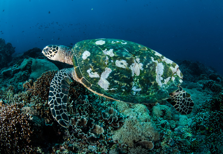 Indonesie-Lombok-Gili-schildpad-onderwater_1