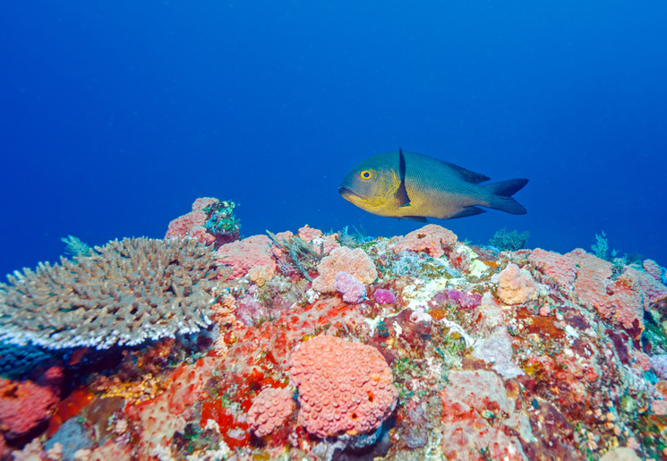 Indonesie-Lombok-onderwater55 Indonesie-Lombok-onderwater55