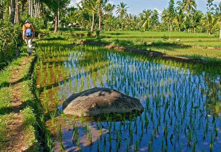 Indonesie-Lombok-wandelen-sawah(8)