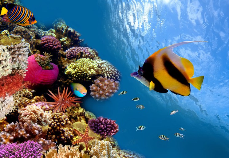 Indonesie-Sulawesi-Bunaken-onderwater1 shutterstock_74466406(8)