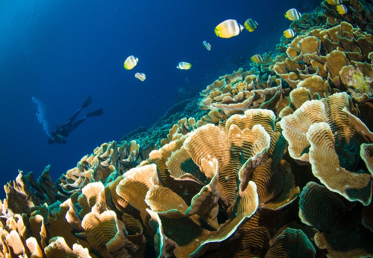 Duiken bij Bunaken eiland bij Sulawesi