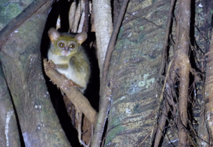 Indonesie-Sulawesi-Buton-tarsius(12)