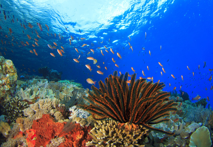 Indonesie-Sulawesi-Onderwaterwereld Indonesie-Sulawesi-Onderwaterwereld