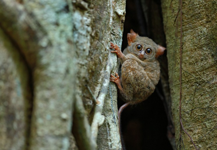 Indonesie-Sulawesi-TangkokoNP-tarsier