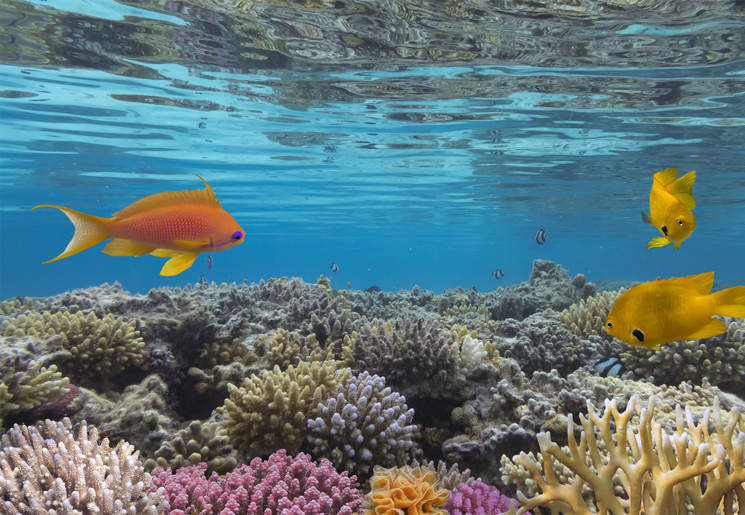 Vis bij Bunaken eiland in Indonesië