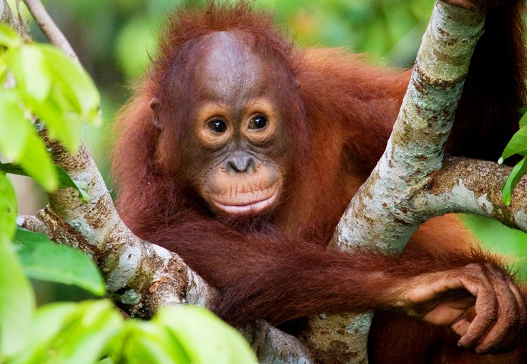 Orang-oetans in het wild in Bukit Lawang, Gunung Leuser National Park Orang-oetans in het wild in Bukit Lawang, Gunung Leuser National Park