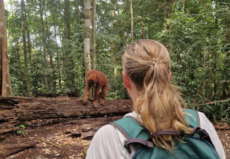 Indonesie Sumatra Bukit Lawang orang oetan