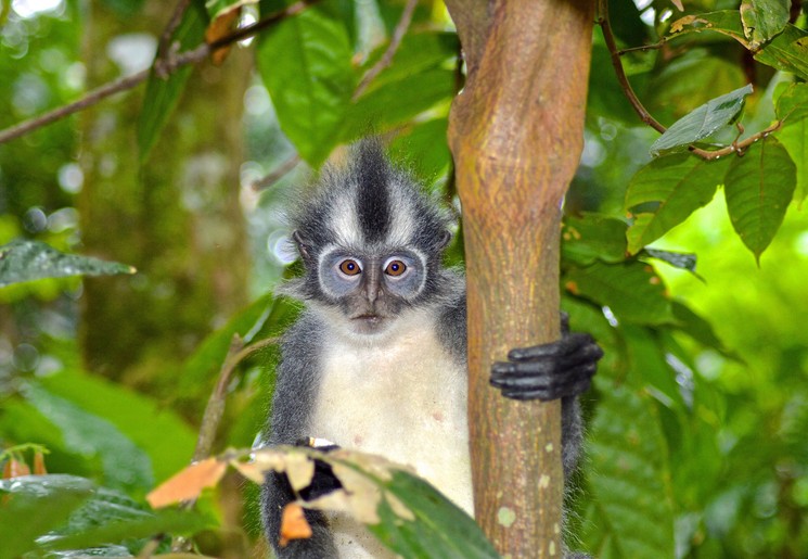Thomas Leaf monkey in Tangkahan op Sumatra
