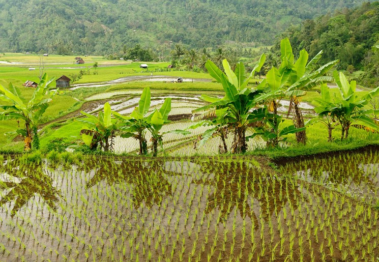 Indonesie-Sumatra-rijstveld-prachtig_1
