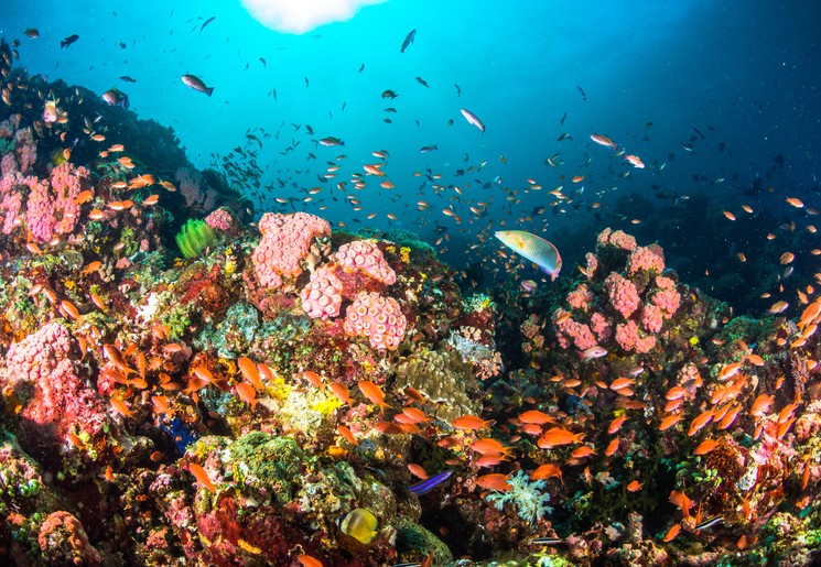 Bewonder de kleurrijke onderwaterwereld van Raja Ampat zelf, Papua, Indonesië