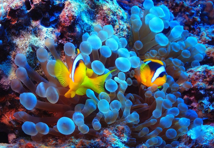 Indonesie-oostelijk-vissen-koralen-duiken